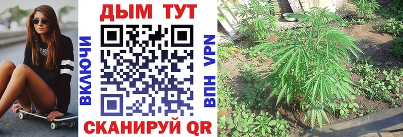 Конопля Bruce Banner  Купить где  Сычёвка 